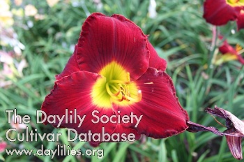 Daylily A.D. Lewis